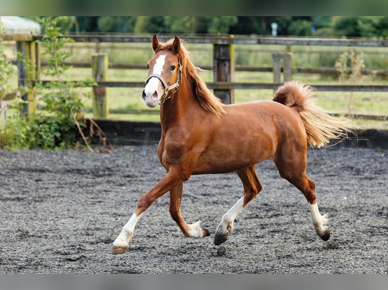 Welsh C (of Cob Type) Mare 2 years 13,1 hh Chestnut-Red in Meerbusch