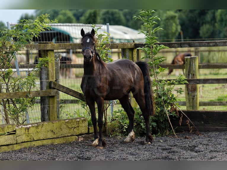 Welsh C (of Cob Type) Mare 2 years 13,1 hh Smoky-Black in Meerbusch