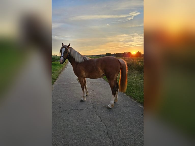 Welsh C (of Cob Type) Mare 2 years 13,3 hh Chestnut-Red in Hüttenberg