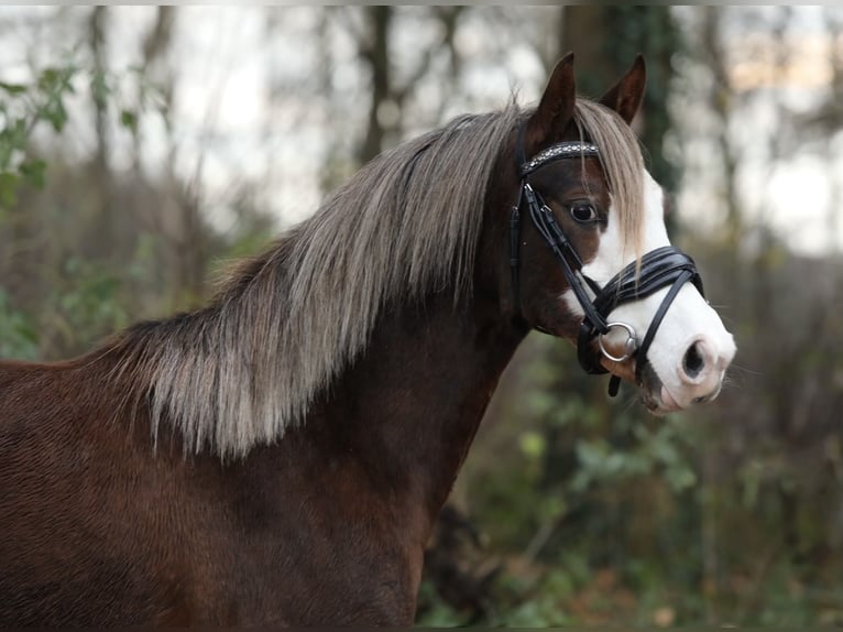 Welsh C (of Cob Type) Mare 2 years 13 hh Chestnut-Red in Aalten