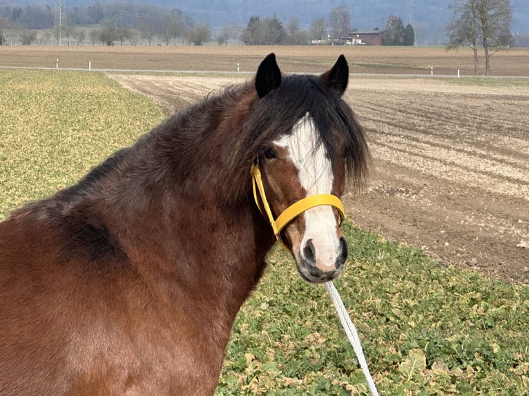 Welsh C (of Cob Type) Mare 3 years 12 hh Brown in Riedlingen