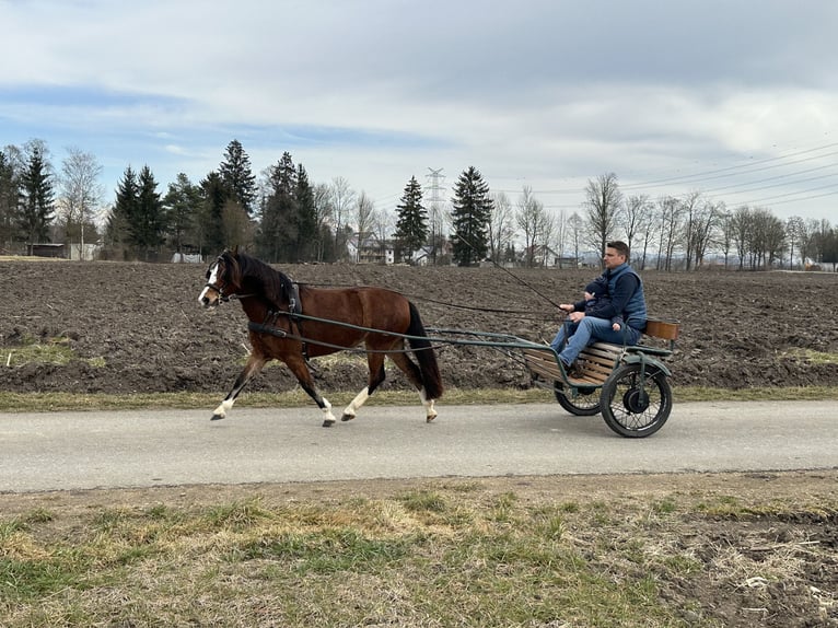 Welsh C (of Cob Type) Mare 3 years 12 hh Brown in Riedlingen