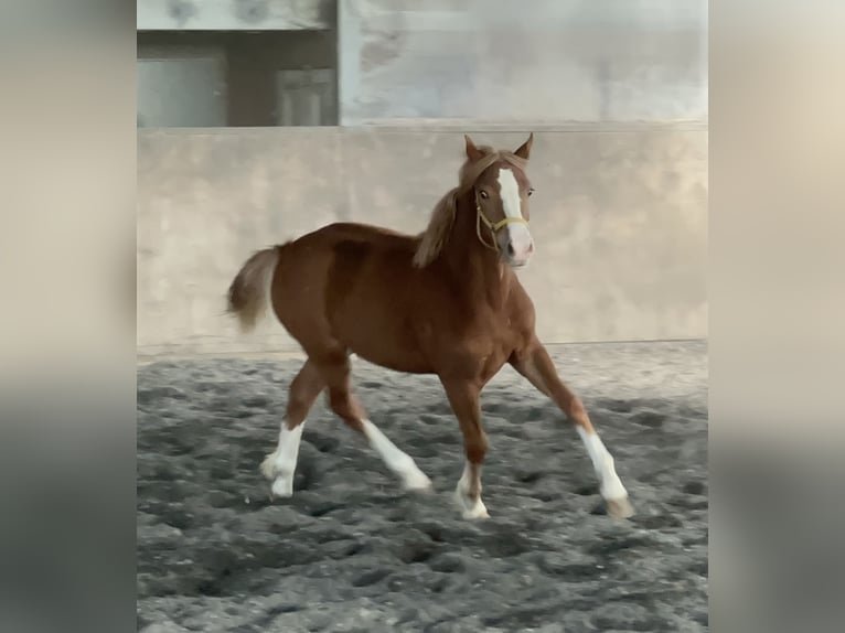 Welsh C (of Cob Type) Mare 3 years 13,1 hh Chestnut-Red in Meerbusch