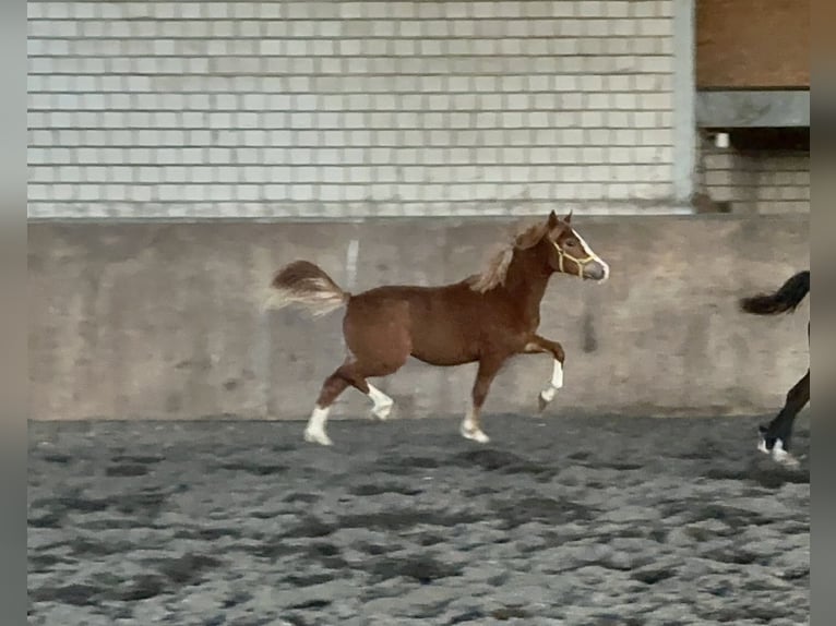 Welsh C (of Cob Type) Mare 3 years 13,1 hh Chestnut-Red in Meerbusch