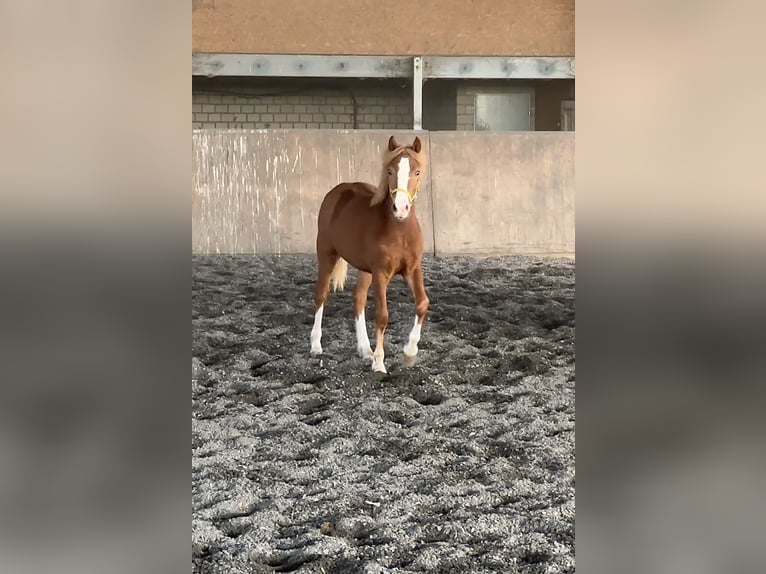 Welsh C (of Cob Type) Mare 3 years 13,1 hh Chestnut-Red in Meerbusch