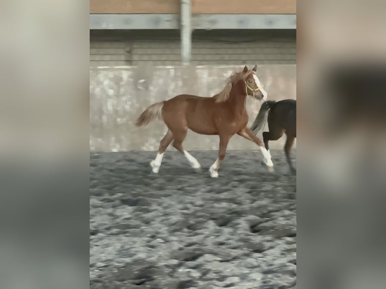 Welsh C (of Cob Type) Mare 3 years 13,1 hh Chestnut-Red in Meerbusch