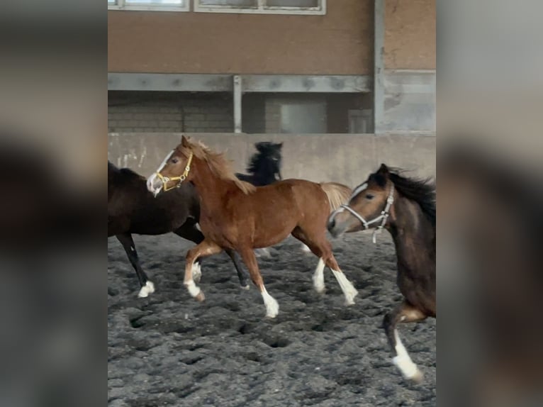 Welsh C (of Cob Type) Mare 3 years 13,1 hh Chestnut-Red in Meerbusch