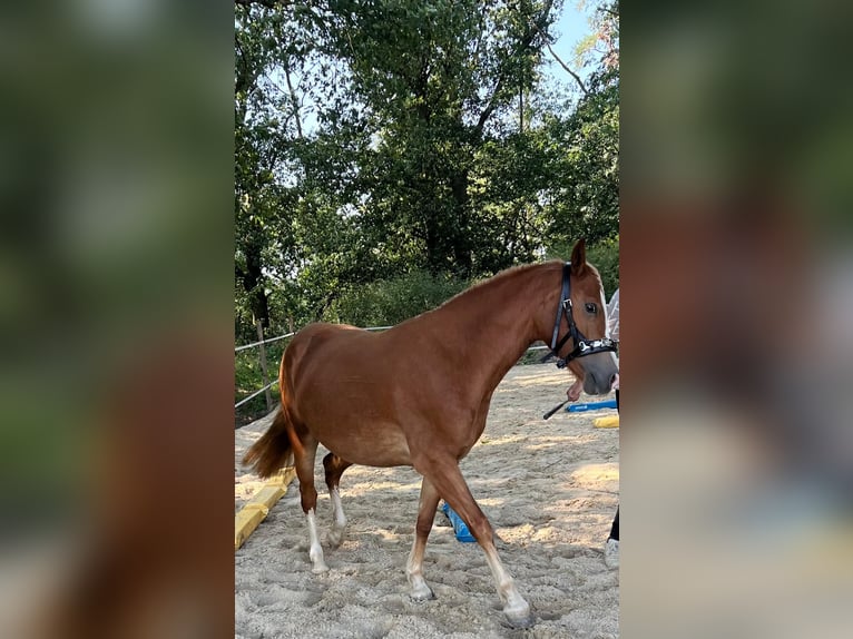 Welsh C (of Cob Type) Mare 3 years 13,3 hh Chestnut-Red in Hüttenberg