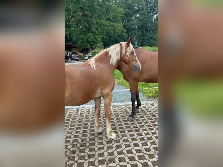 Welsh C (of Cob Type) Mare 3 years 13,3 hh Chestnut-Red in Hüttenberg