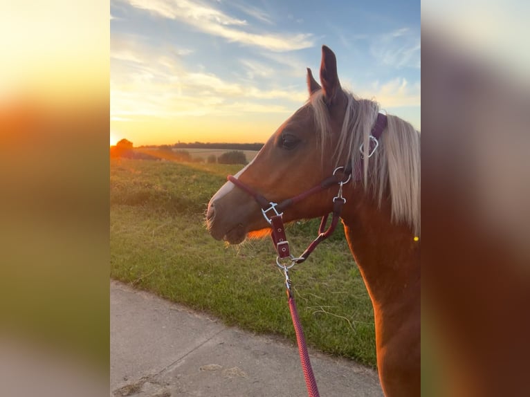 Welsh C (of Cob Type) Mare 3 years 13,3 hh Chestnut-Red in Hüttenberg