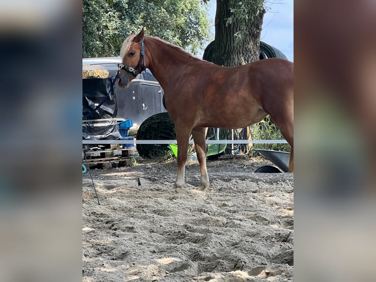 Welsh C (of Cob Type) Mare 3 years 13,3 hh Chestnut-Red in Hüttenberg