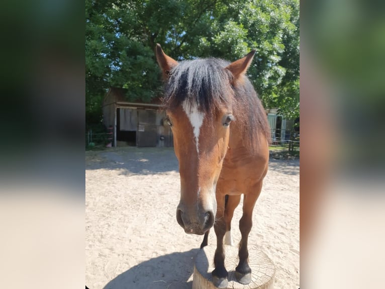 Welsh C (of Cob Type) Mare 3 years 13 hh Brown in Kalkar