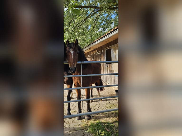 Welsh C (of Cob Type) Mare 3 years 13 hh Brown in Kalkar