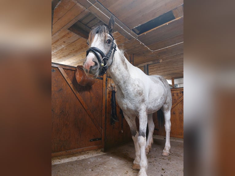 Welsh C (of Cob Type) Mix Mare 3 years 14,1 hh Sabino in Porvoo