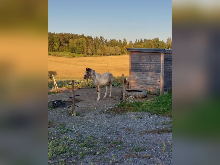 Welsh C (of Cob Type) Mix Mare 3 years 14,1 hh Sabino in Porvoo