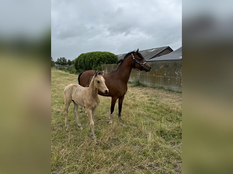 Welsh C (of Cob Type) Mare 4 years 13,1 hh Brown in Leersum