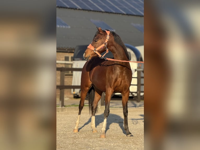 Welsh C (of Cob Type) Mare 4 years 13,1 hh Brown in Leersum