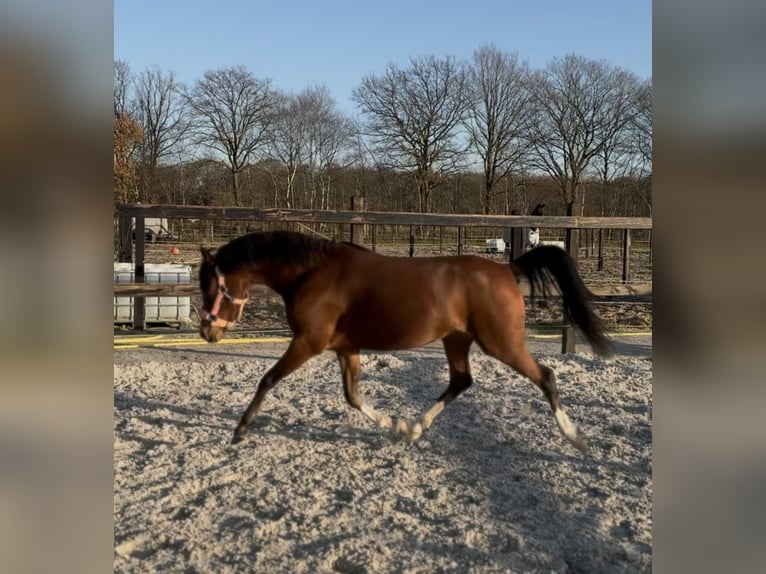 Welsh C (of Cob Type) Mare 4 years 13,1 hh Brown in Leersum