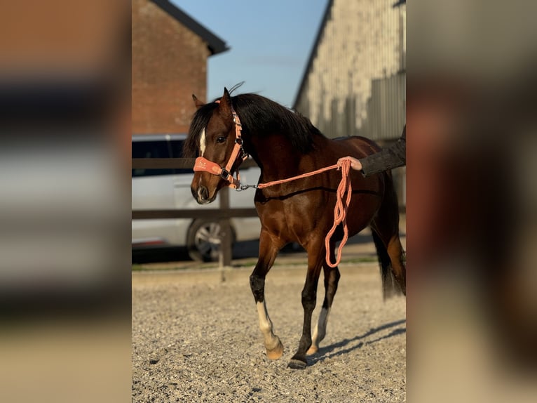 Welsh C (of Cob Type) Mare 4 years 13,1 hh Brown in Leersum