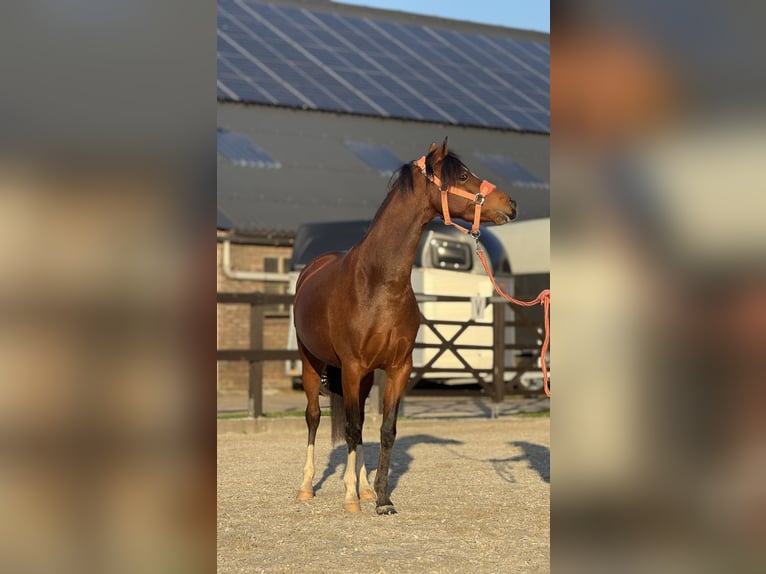 Welsh C (of Cob Type) Mare 4 years 13,1 hh Brown in Leersum