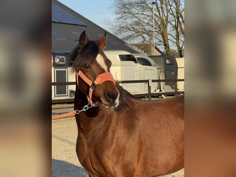 Welsh C (of Cob Type) Mare 4 years 13,1 hh Brown in Leersum