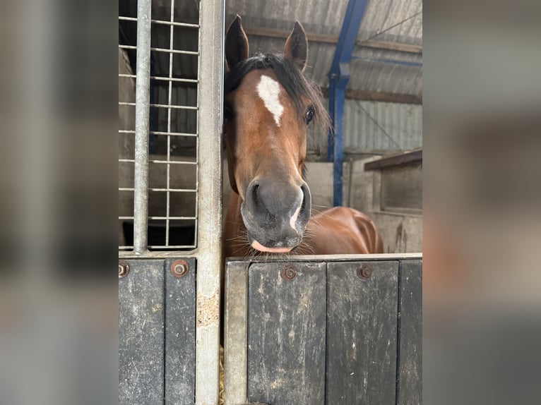 Welsh C (of Cob Type) Mare 4 years 13,1 hh Brown in Leersum