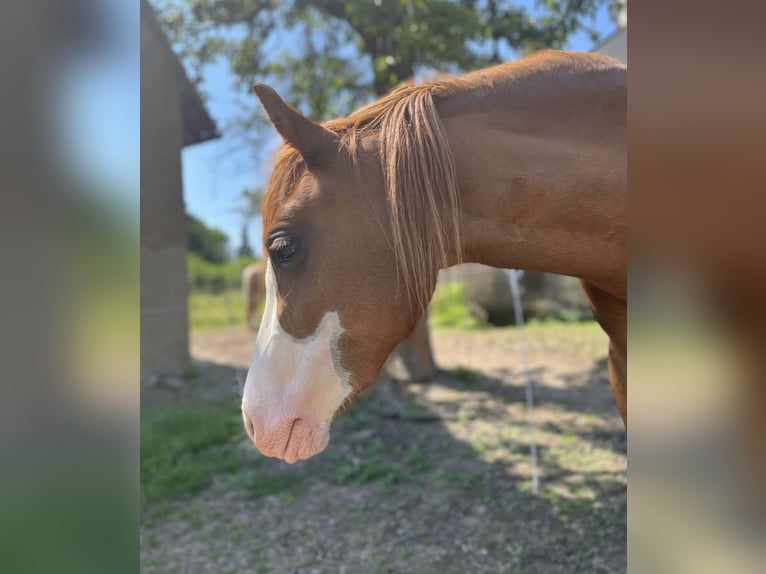 Welsh C (of Cob Type) Mare 4 years 13,1 hh Chestnut-Red in Langenwetzendorf