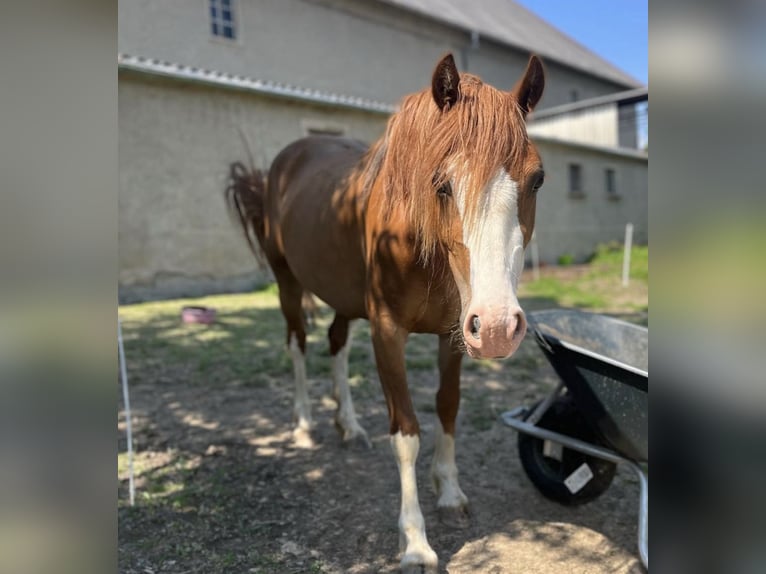 Welsh C (of Cob Type) Mare 4 years 13,1 hh Chestnut-Red in Langenwetzendorf