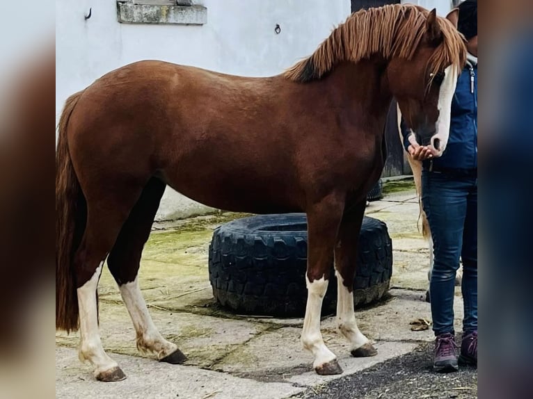 Welsh C (of Cob Type) Mare 4 years 13,1 hh Chestnut-Red in Langenwetzendorf