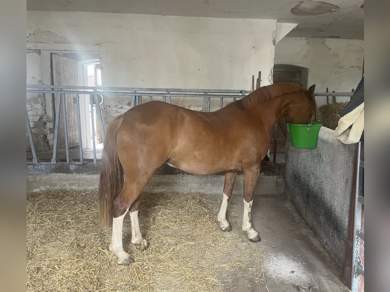 Welsh C (of Cob Type) Mare 4 years 13,1 hh Chestnut-Red in Langenwetzendorf