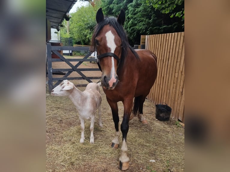 Welsh C (of Cob Type) Mare 4 years 13,2 hh Bay in newport