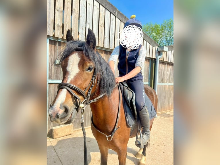 Welsh C (of Cob Type) Mare 4 years 13,2 hh Bay in newport