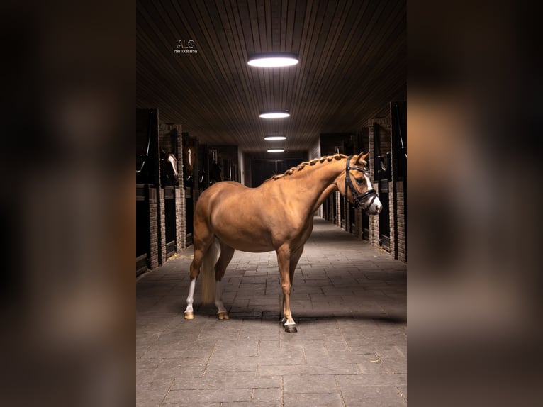 Welsh C (of Cob Type) Mare 5 years 11,1 hh Chestnut-Red in Nieuwe Niedorp