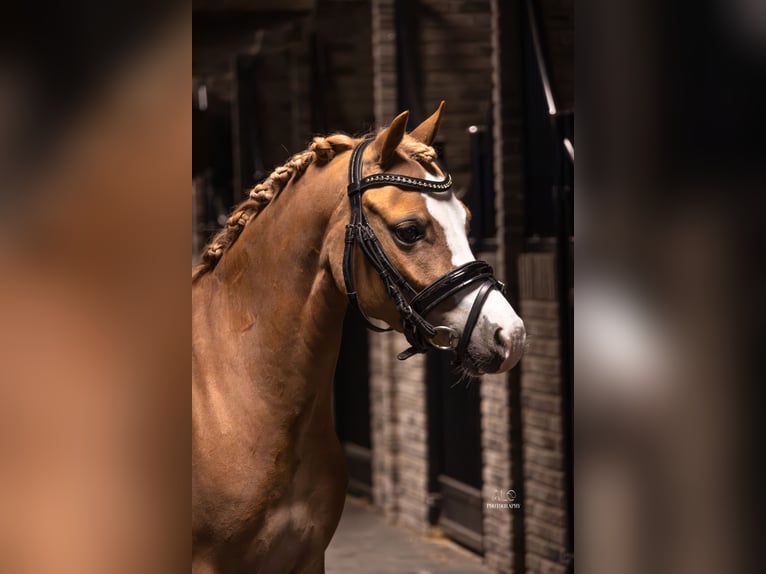 Welsh C (of Cob Type) Mare 5 years 11,1 hh Chestnut-Red in Nieuwe Niedorp