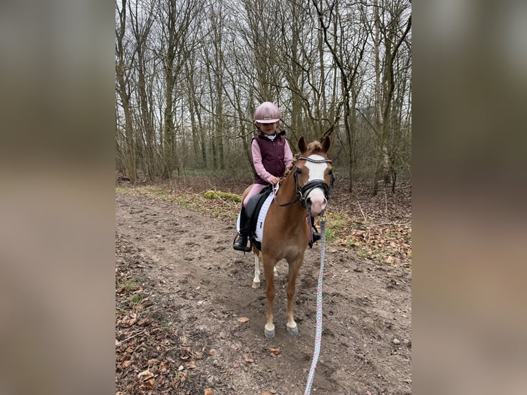 Welsh C (of Cob Type) Mare 5 years 11,1 hh Chestnut-Red in Nieuwe Niedorp