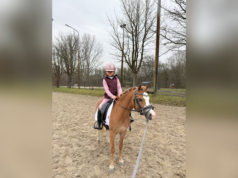 Welsh C (of Cob Type) Mare 5 years 11,1 hh Chestnut-Red in Nieuwe Niedorp