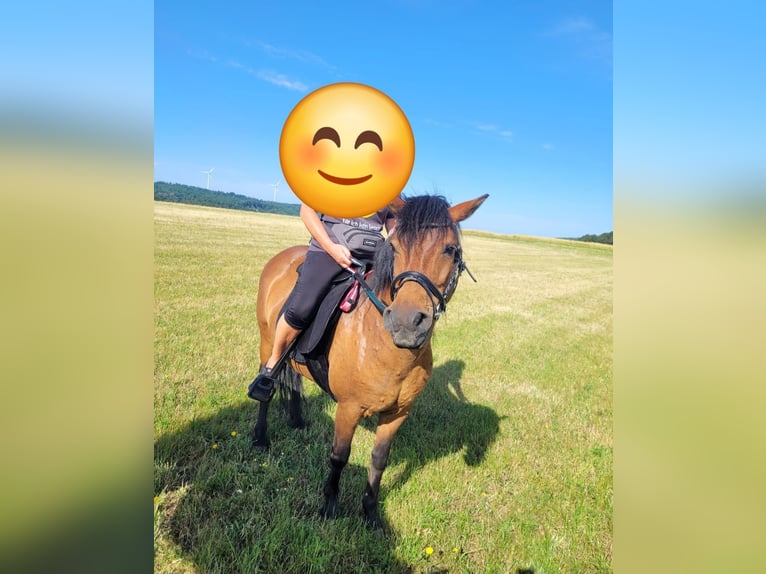 Welsh C (of Cob Type) Mare 6 years 12,2 hh Brown in Hohenahr