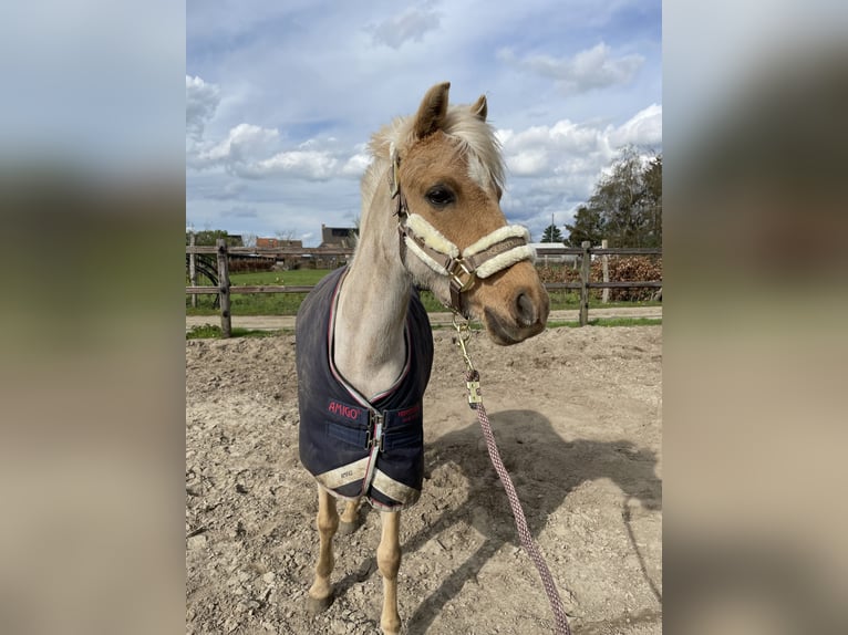 Welsh C (of Cob Type) Mare 6 years 12,3 hh Palomino in Herenthout