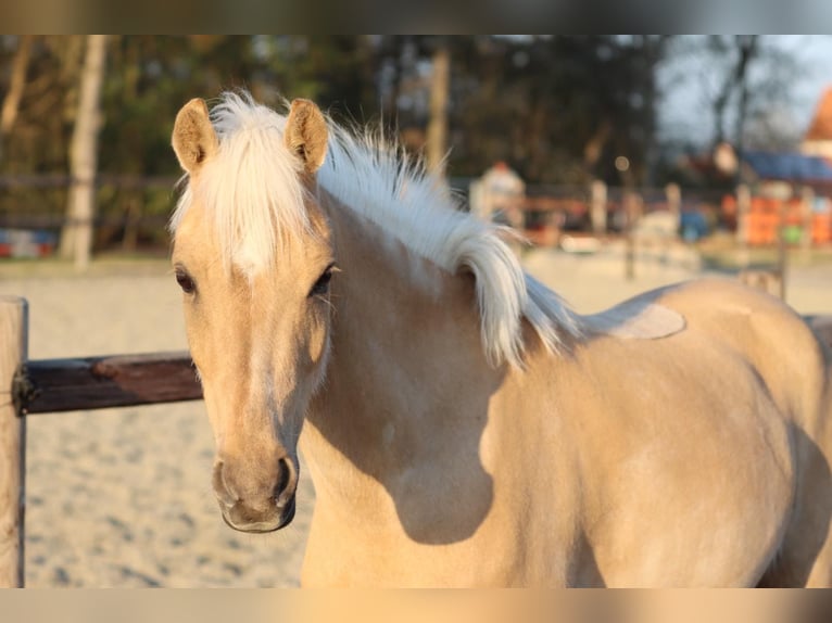 Welsh C (of Cob Type) Mare 6 years 12,3 hh Palomino in Herenthout