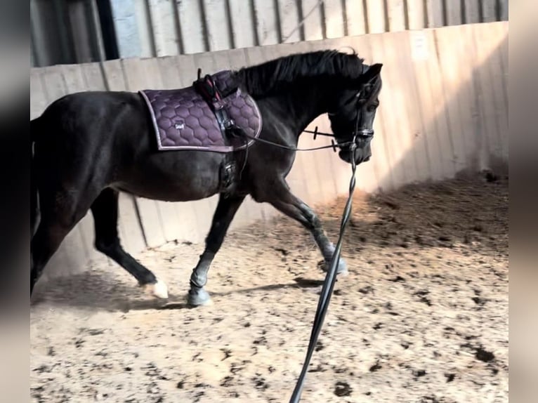 Welsh C (of Cob Type) Mix Mare 6 years 13 hh Black in Trebur