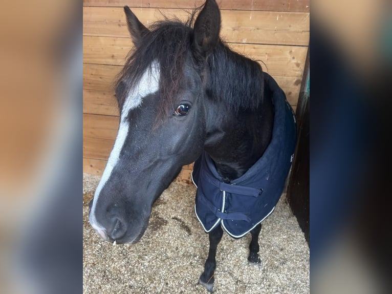 Welsh C (of Cob Type) Mix Mare 6 years 13 hh Black in Trebur