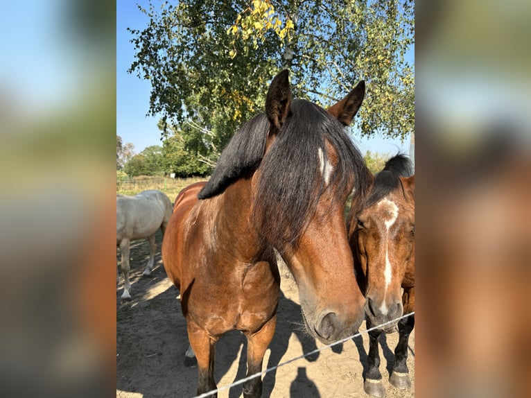 Welsh C (of Cob Type) Mare 6 years Brown in Groß Pinnow