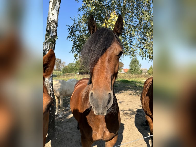 Welsh C (of Cob Type) Mare 6 years Brown in Groß Pinnow