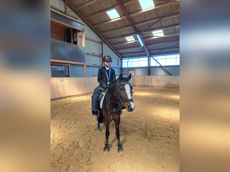 Welsh C (of Cob Type) Mare 7 years 12,2 hh Bay-Dark in Joldelund