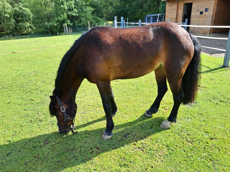 Welsh C (of Cob Type) Mare 7 years 12,2 hh Bay-Dark in Joldelund