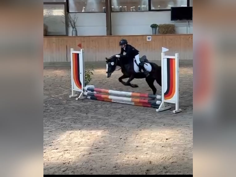 Welsh C (of Cob Type) Mare 7 years 12,2 hh Bay-Dark in Joldelund