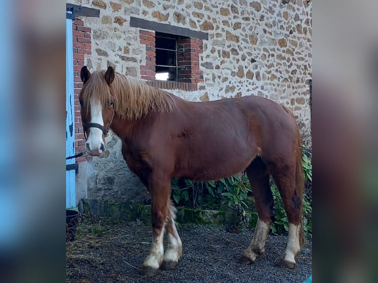 Welsh C (of Cob Type) Mare 7 years 13,1 hh Chestnut in Saint hilaire la treille