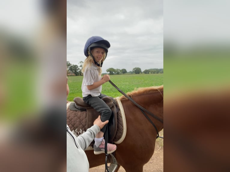 Welsh C (of Cob Type) Mare 7 years 13,1 hh Chestnut in Saint hilaire la treille