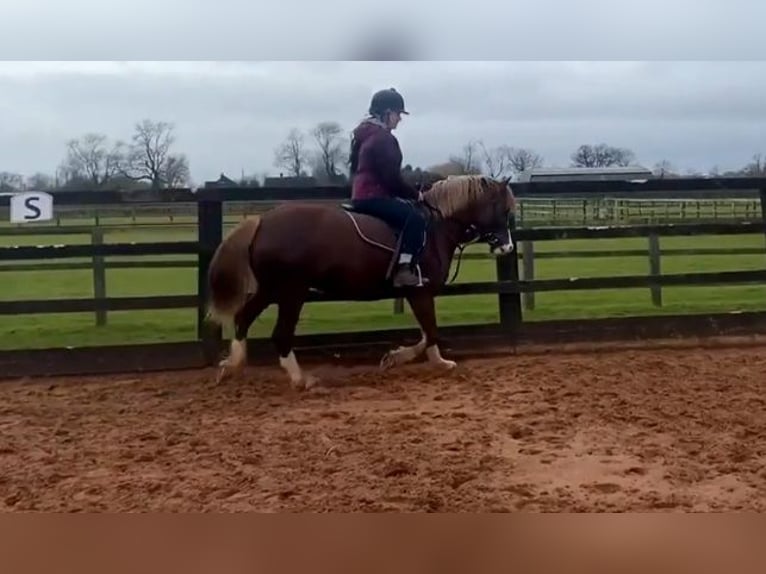 Welsh C (of Cob Type) Mare 7 years 13,1 hh Chestnut in Saint hilaire la treille