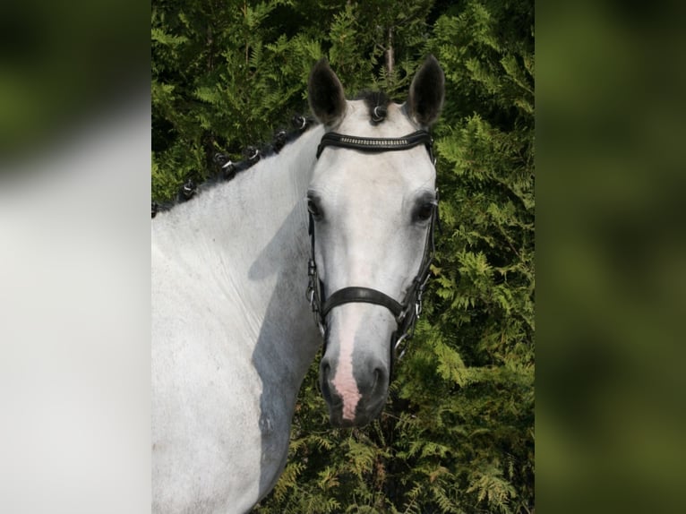 Welsh C (of Cob Type) Mare 7 years Gray in Knegsel